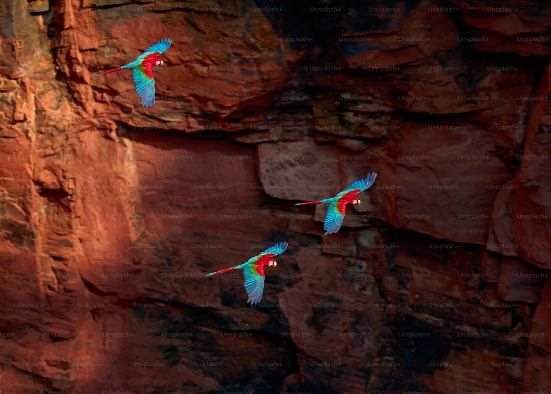 Three macaws fly near a rocky cliff face.