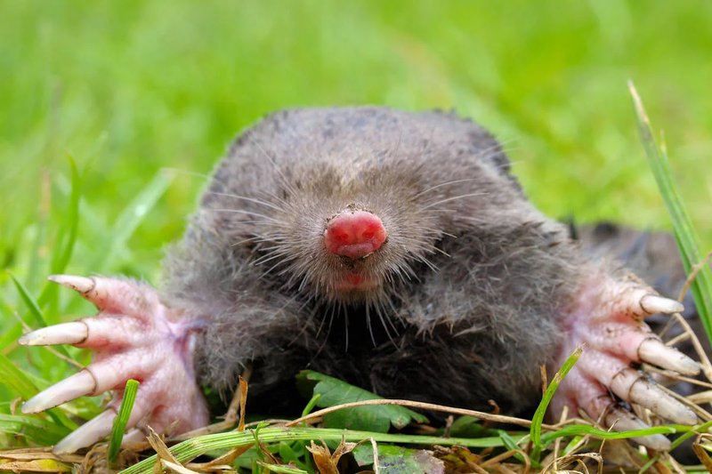 Topo Chico Ranch Water Hard Seltzer